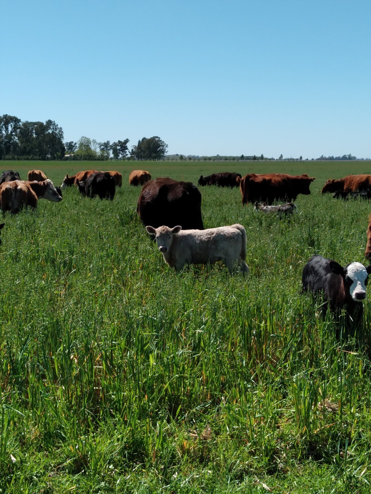 Asesoramiento en campos de cultivo