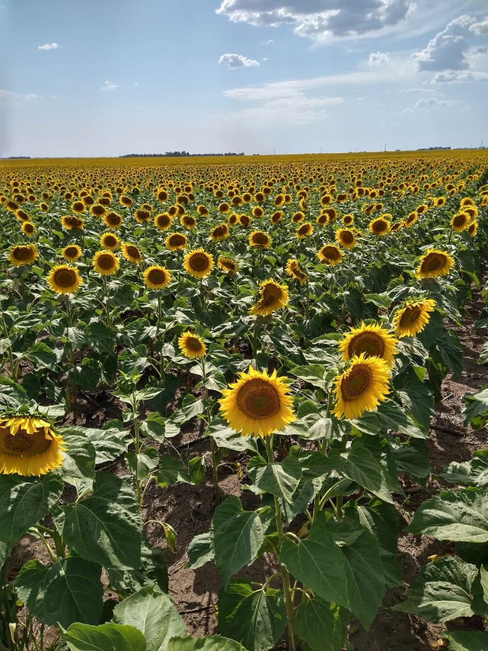 Asesoramiento en campos de cultivo