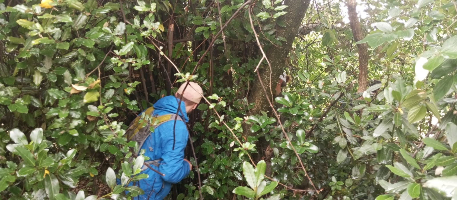 Consultoría forestal en bosque nativo