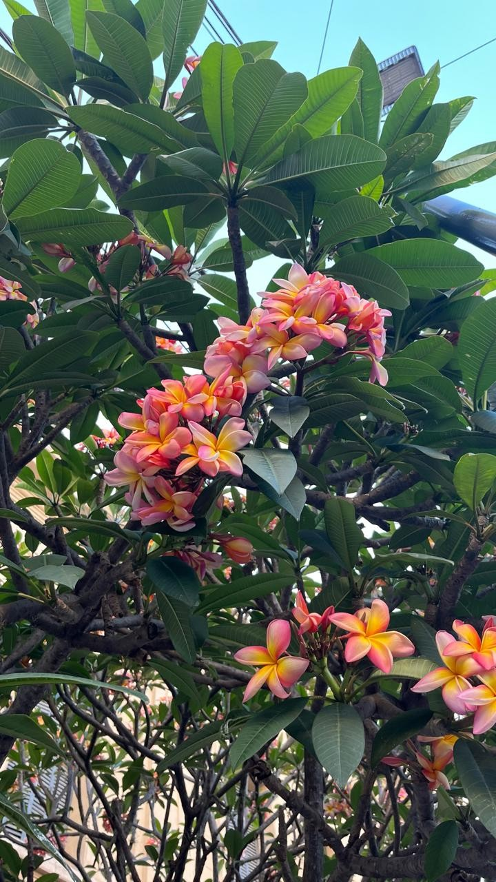 Diseño de jardín sostenible