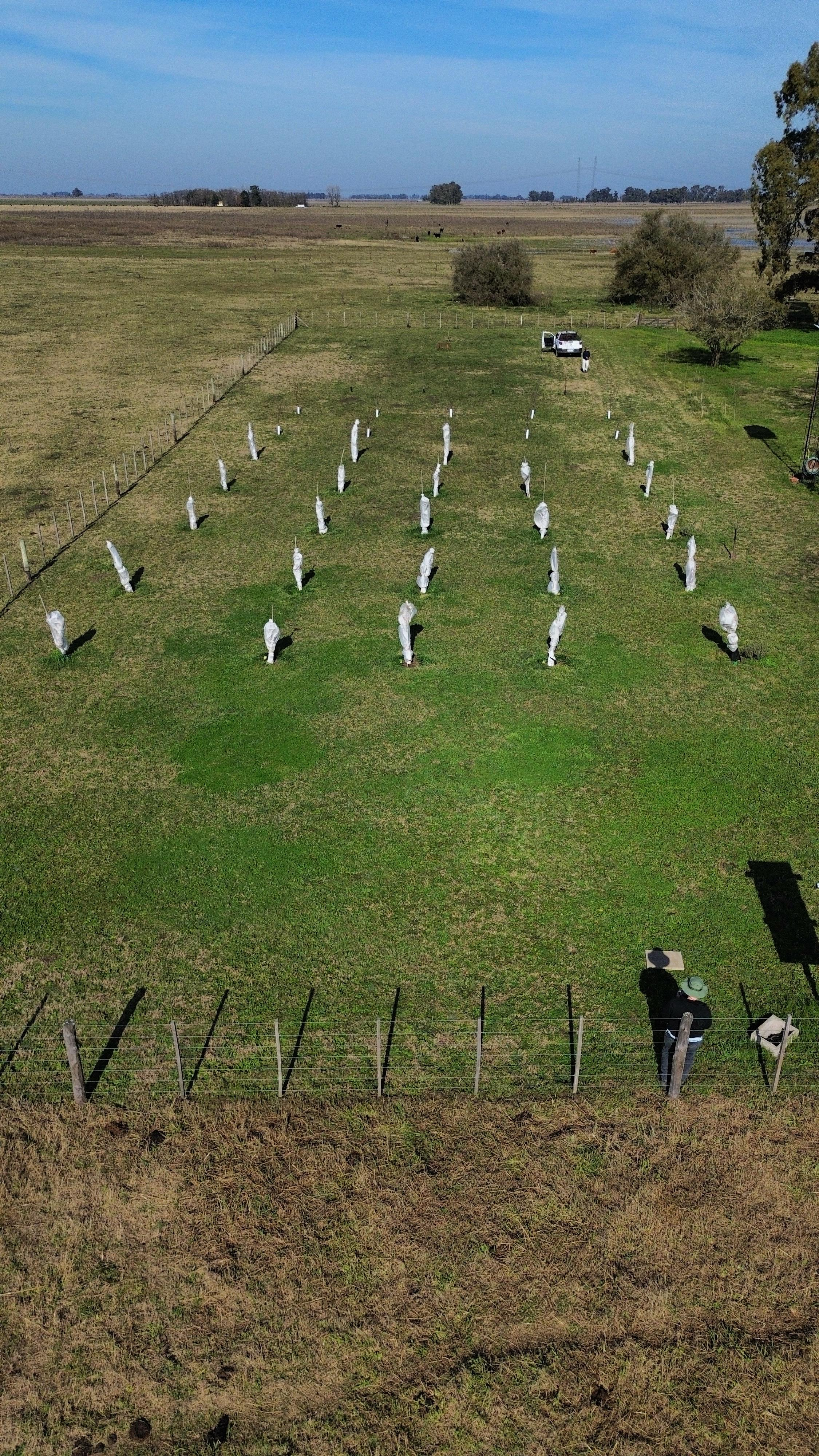 Diseño de jardín sostenible