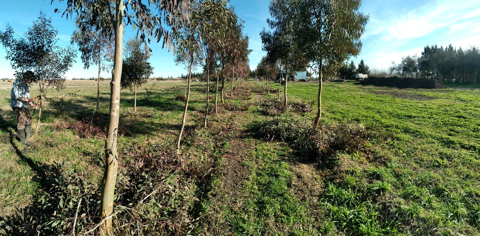 Trabajo de poda profesional