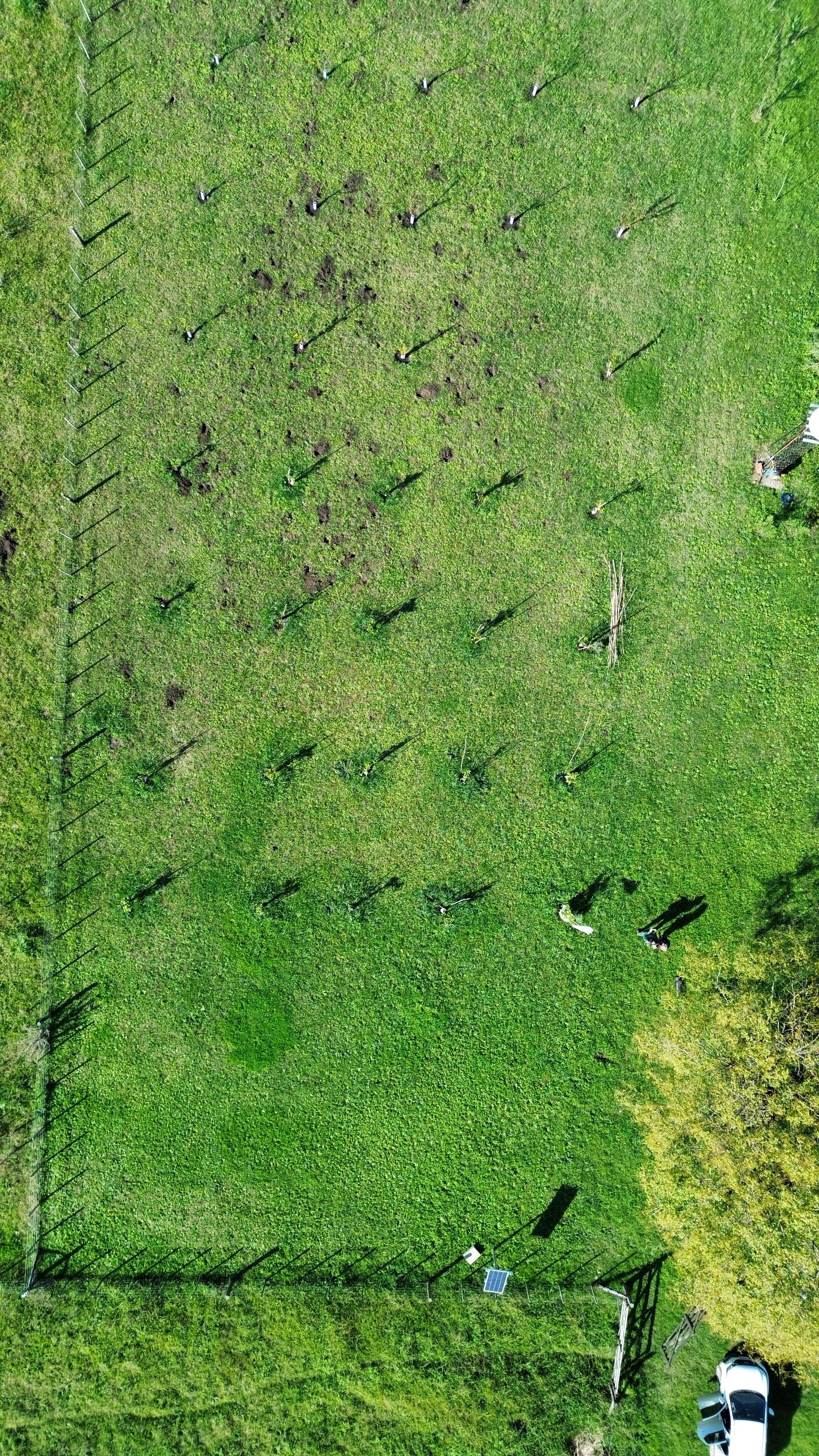 Sistemas de cultivo frutícola